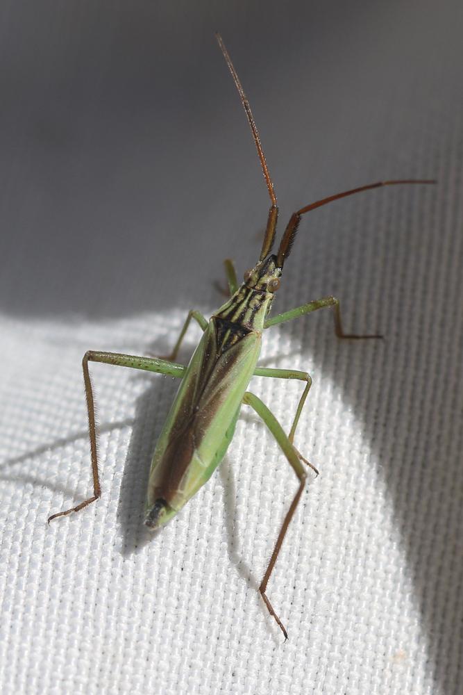  Stenodema holsata (Fabricius, 1787)