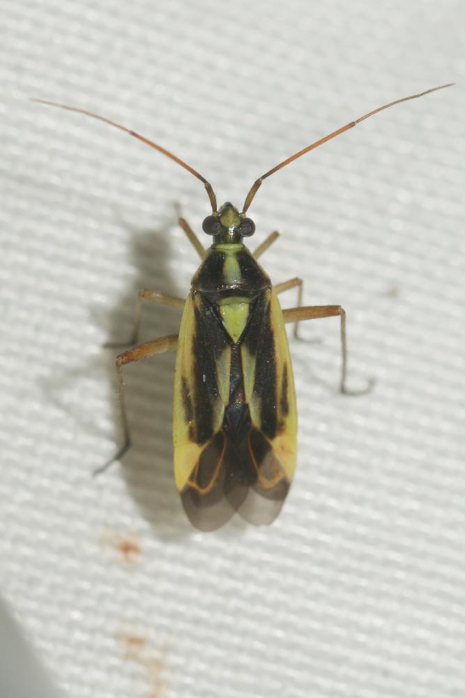  Stenotus binotatus (Fabricius, 1794)