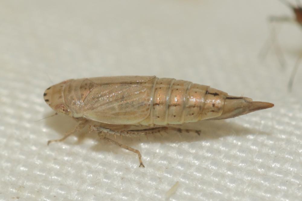  Doratura homophyla (Flor, 1861)