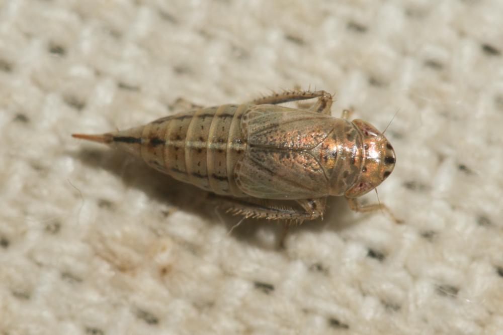  Doratura homophyla (Flor, 1861)