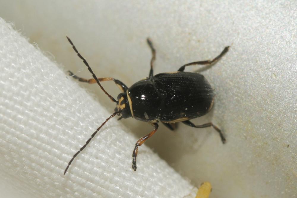 Cryptocephalus moraei (Linnaeus, 1758)