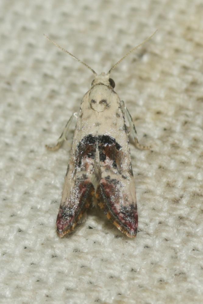  Cochylis posterana Zeller, 1847