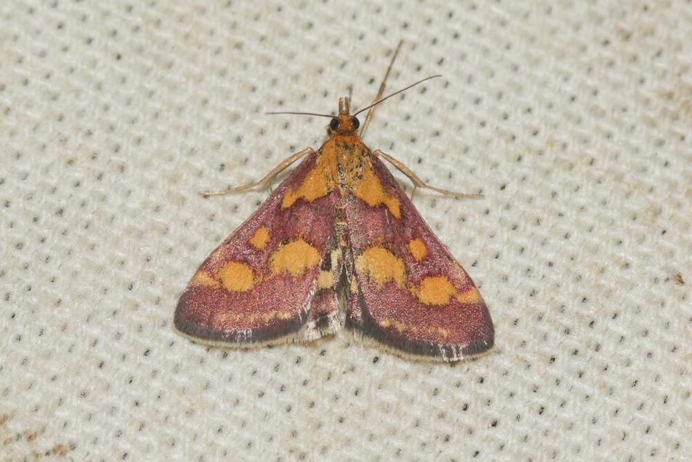 Pyrausta purpuralis (Linnaeus, 1758)