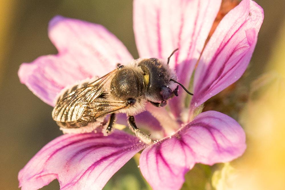  Hoplitis cristatula (van der Zanden, 1990)
