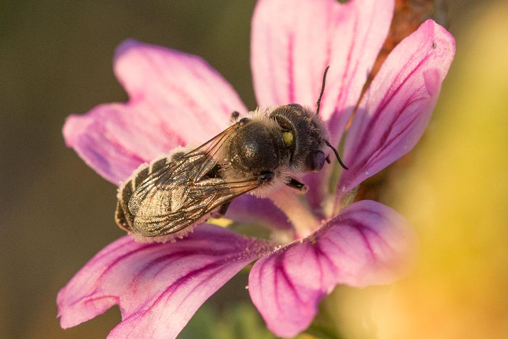  Hoplitis cristatula (van der Zanden, 1990)