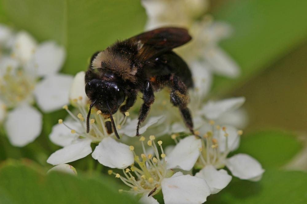 Andrena morio Brullé, 1832