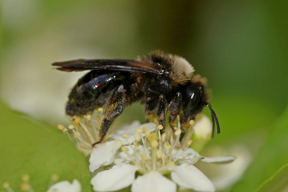  Andrena morio Brullé, 1832