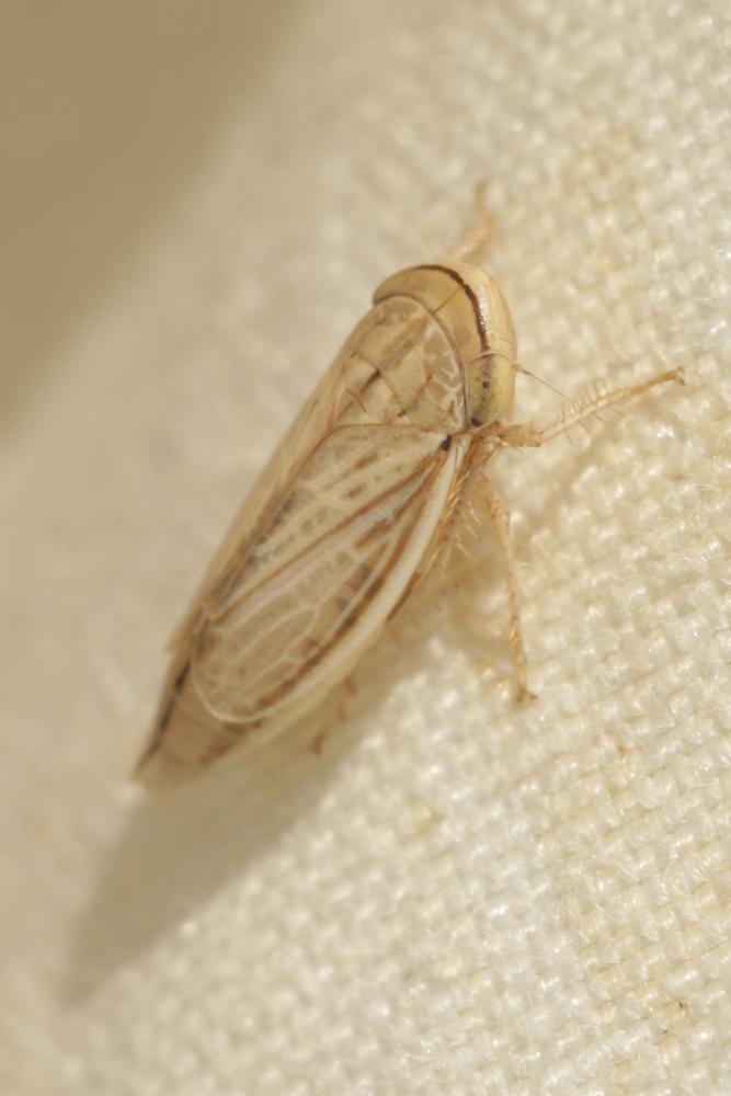 Athysanus argentarius Metcalf, 1955