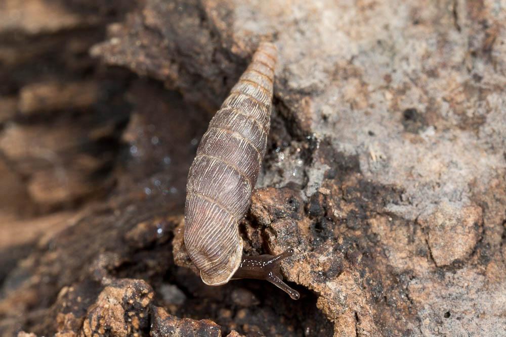 Clausilie ridée Clausilia rugosa (Draparnaud, 1801)