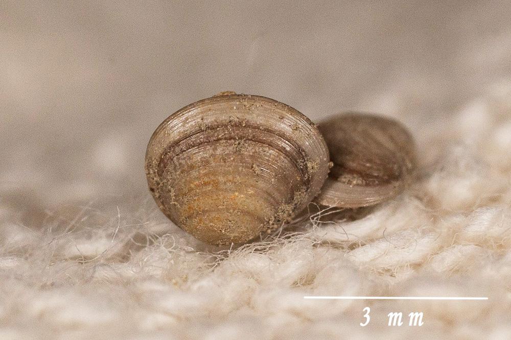 Pisidium C. Pfeiffer, 1821