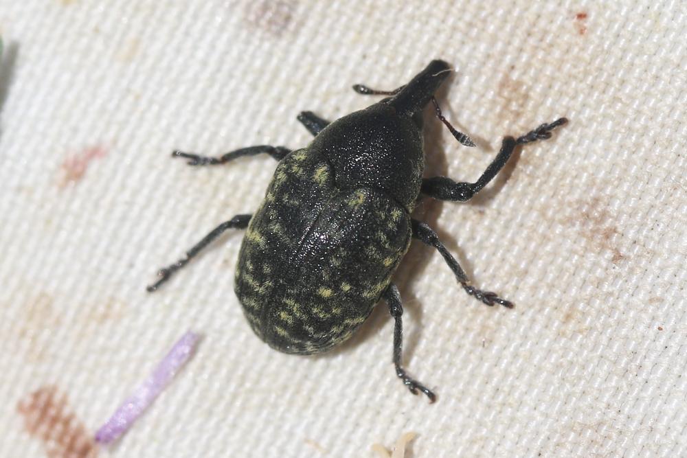  Larinus turbinatus Gyllenhal, 1835