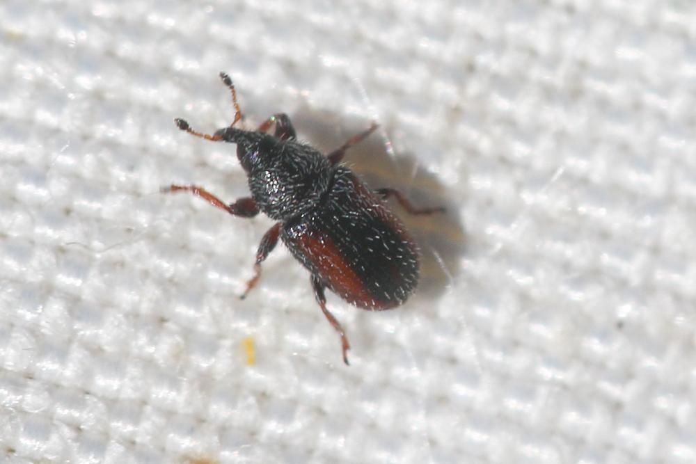  Mecinus pascuorum (Gyllenhal, 1813)