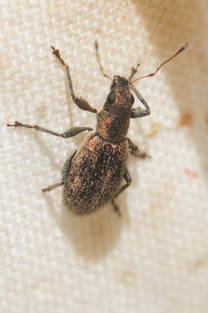  Polydrusus inustus Germar, 1824