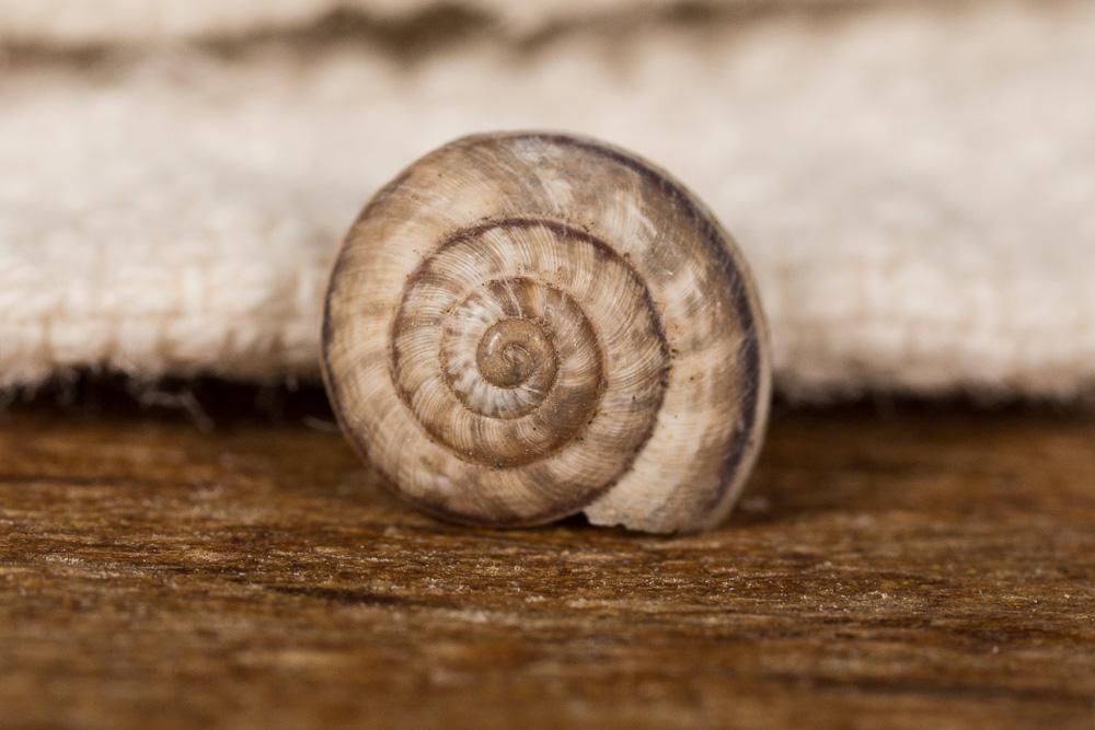Grande caragouille Xerosecta cespitum (Draparnaud, 1801)