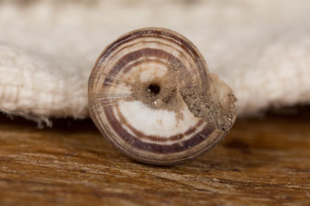 Grande caragouille Xerosecta cespitum (Draparnaud, 1801)