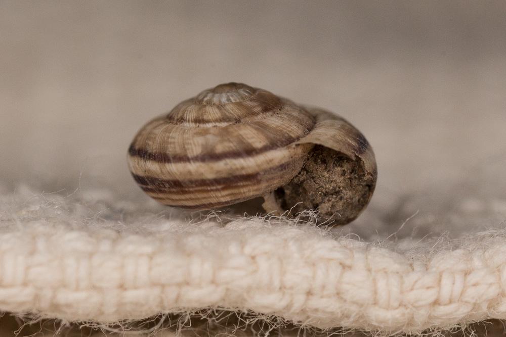 Grande caragouille Xerosecta cespitum (Draparnaud, 1801)