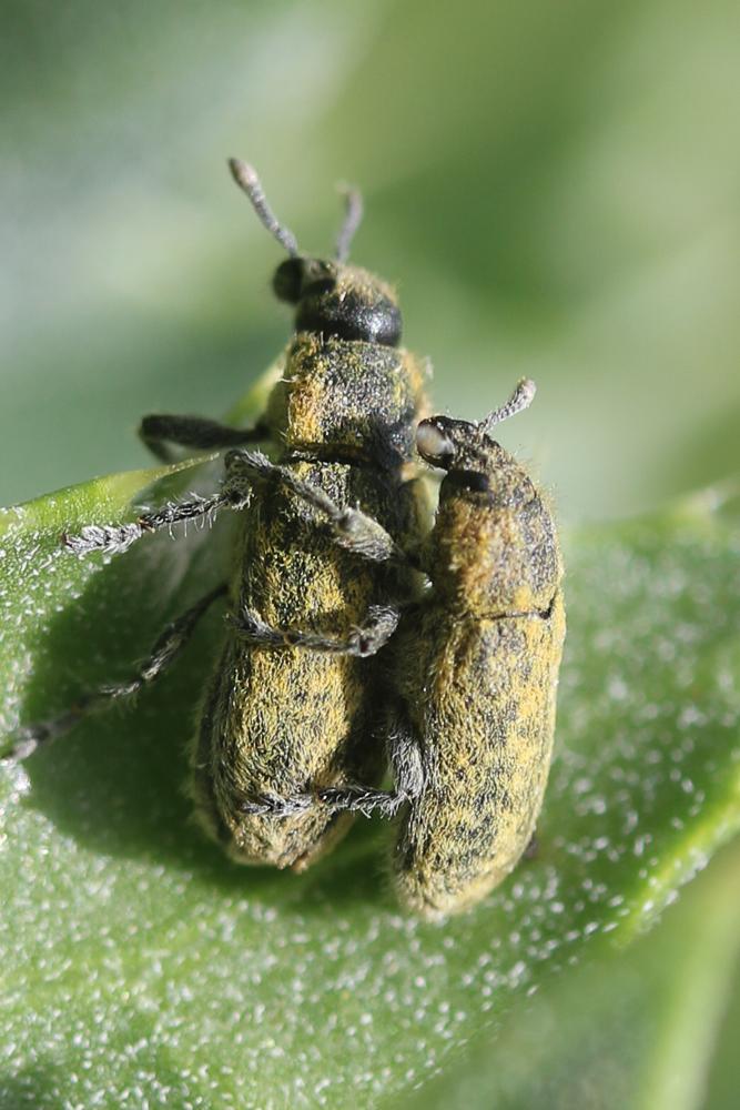 Charançon du Chardon penché Rhinocyllus conicus (Frölich, 1792)