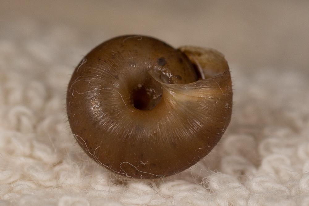 Veloutée commune Trochulus hispidus (Linnaeus, 1758)