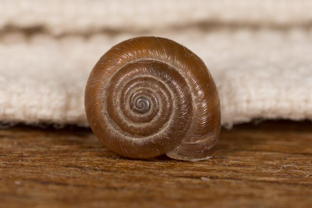 Veloutée commune Trochulus hispidus (Linnaeus, 1758)