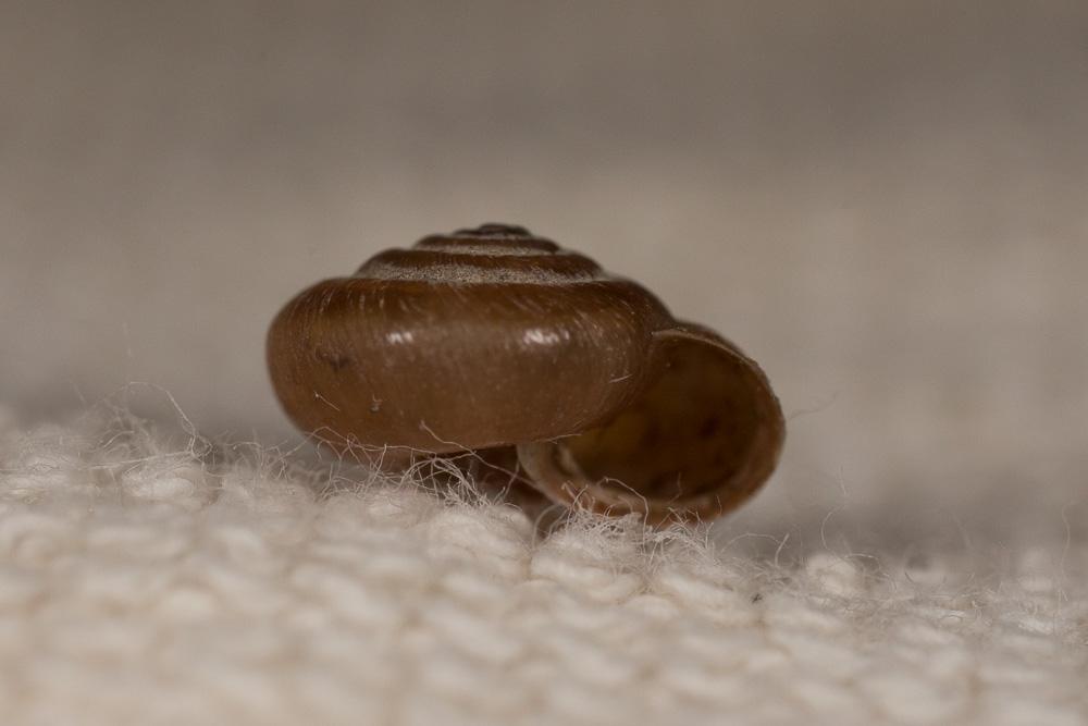 Veloutée commune Trochulus hispidus (Linnaeus, 1758)
