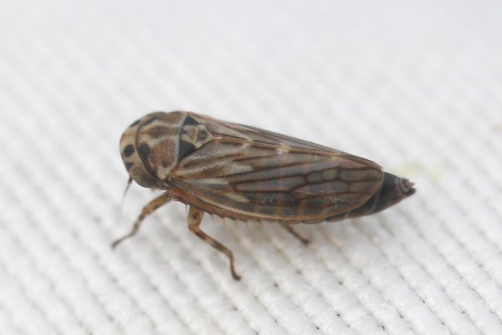  Anaceratagallia ribauti (Ossiannilsson, 1938)