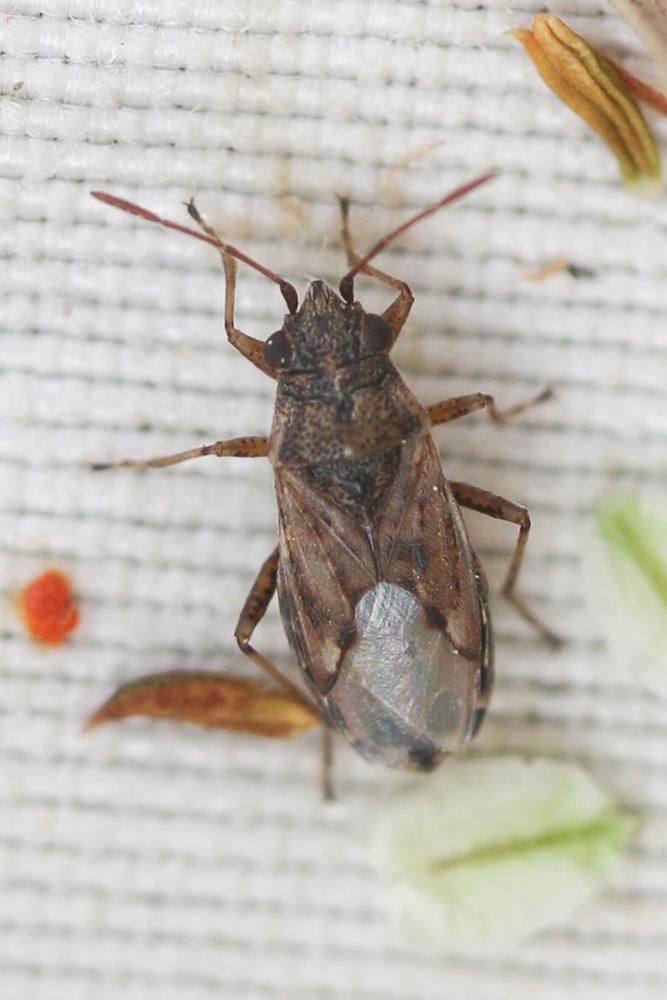 Nysius huttoni White, 1878