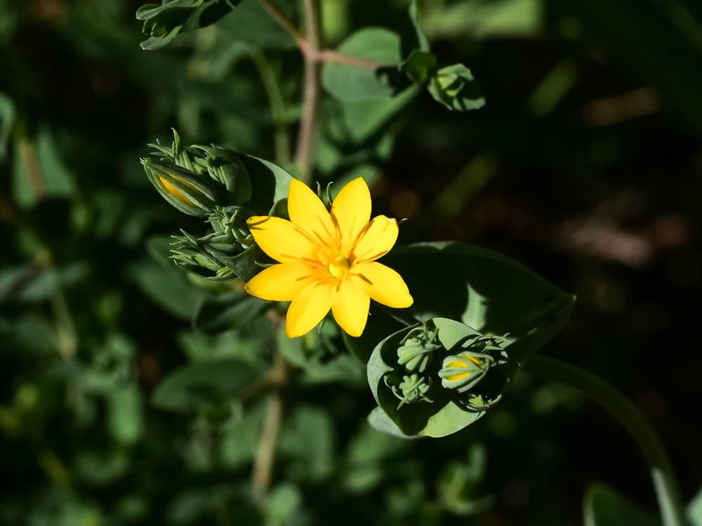Chlorette, Chlore perfoliée Blackstonia perfoliata (L.) Huds., 1762