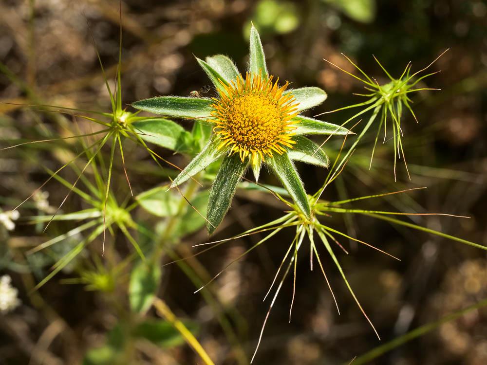 Pallénis épineux Pallenis spinosa (L.) Cass., 1825