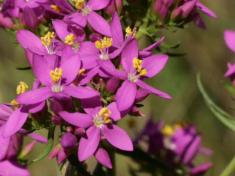 Petite centaurée commune, Erythrée Centaurium erythraea Rafn, 1800