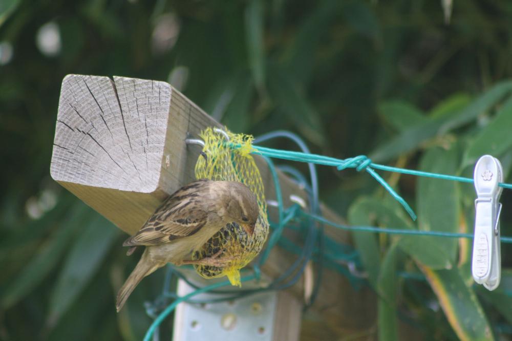 Moineau domestique Passer domesticus (Linnaeus, 1758)