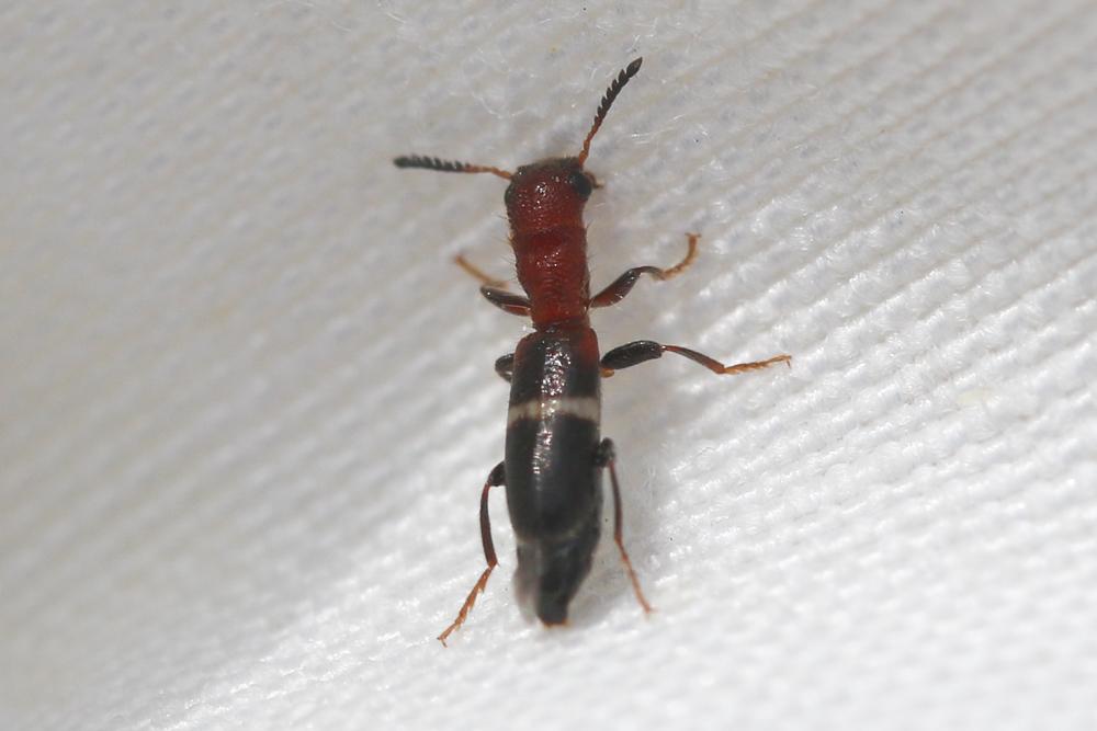  Denops albofasciatus (Charpentier, 1825)