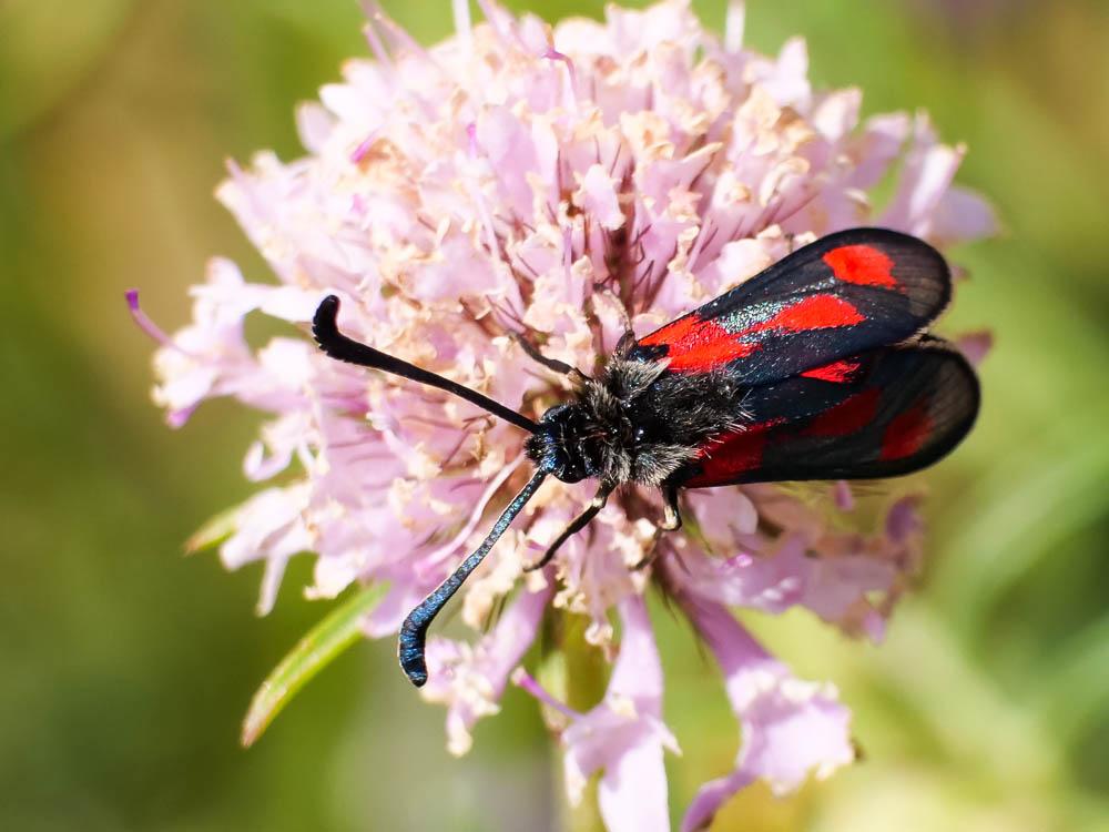Zygène du Panicaut (La) Zygaena sarpedon (Hübner, 1790)