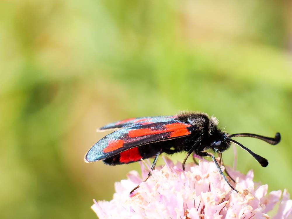 Zygène du Panicaut (La) Zygaena sarpedon (Hübner, 1790)