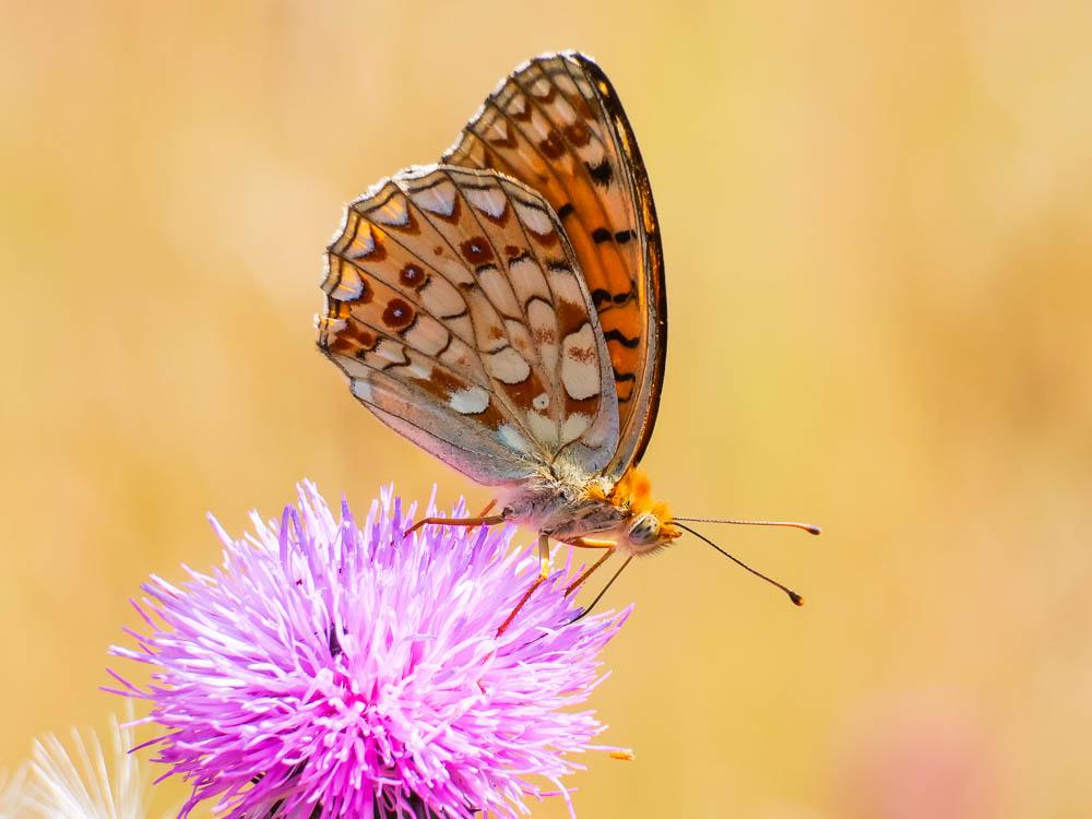 Chiffre (Le) Fabriciana niobe (Linnaeus, 1758)