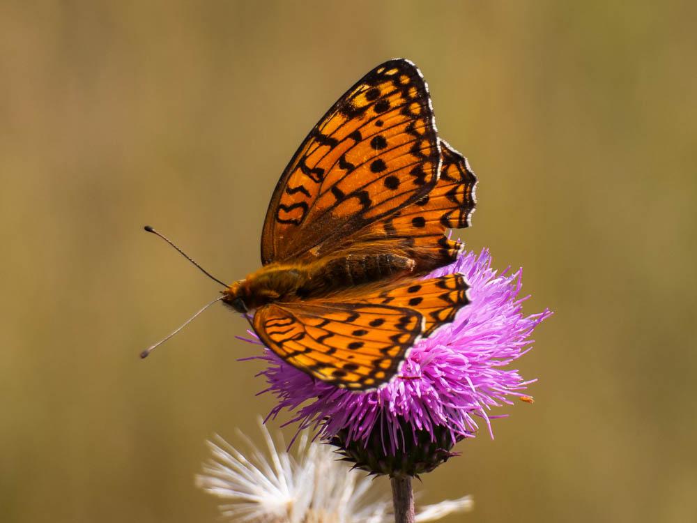 Chiffre (Le) Fabriciana niobe (Linnaeus, 1758)