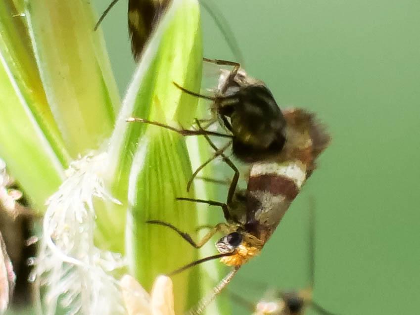  Micropterix Hübner, 1825