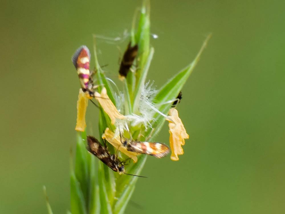  Micropterix Hübner, 1825