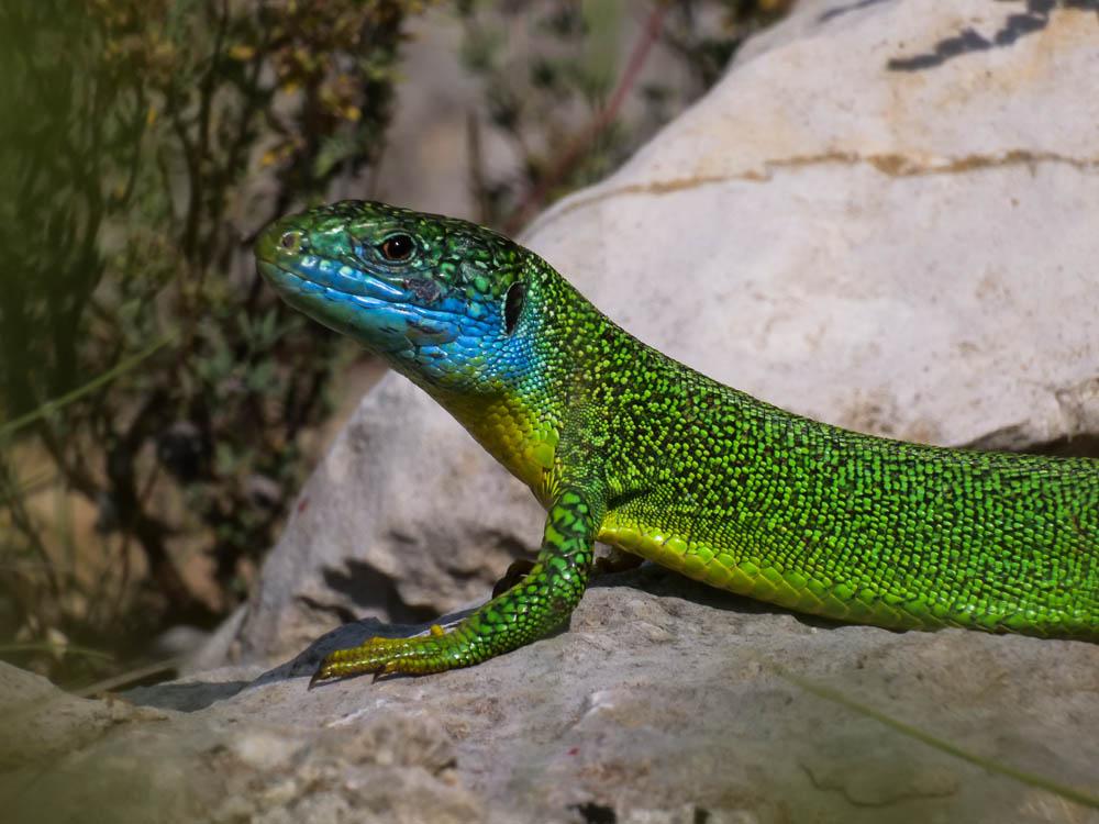 Lézard vert Lacerta bilineata Daudin, 1802