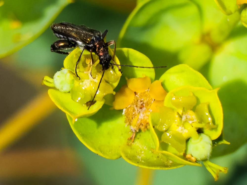  Oedemera flavipes (Fabricius, 1792)