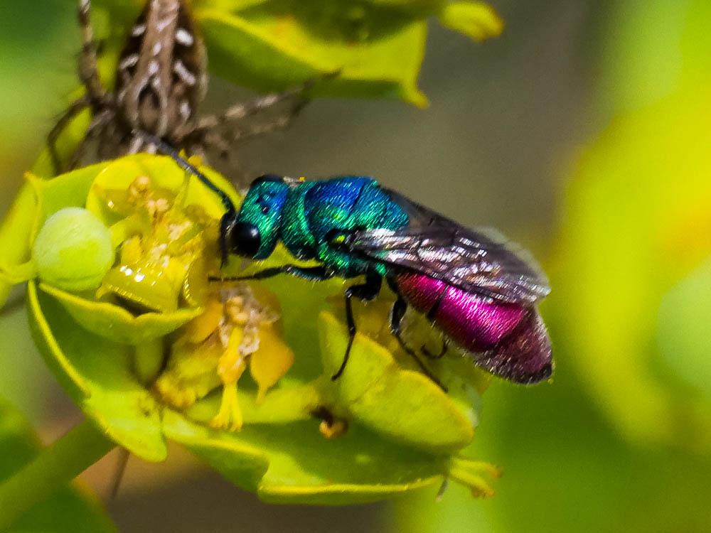 Chrysura refulgens