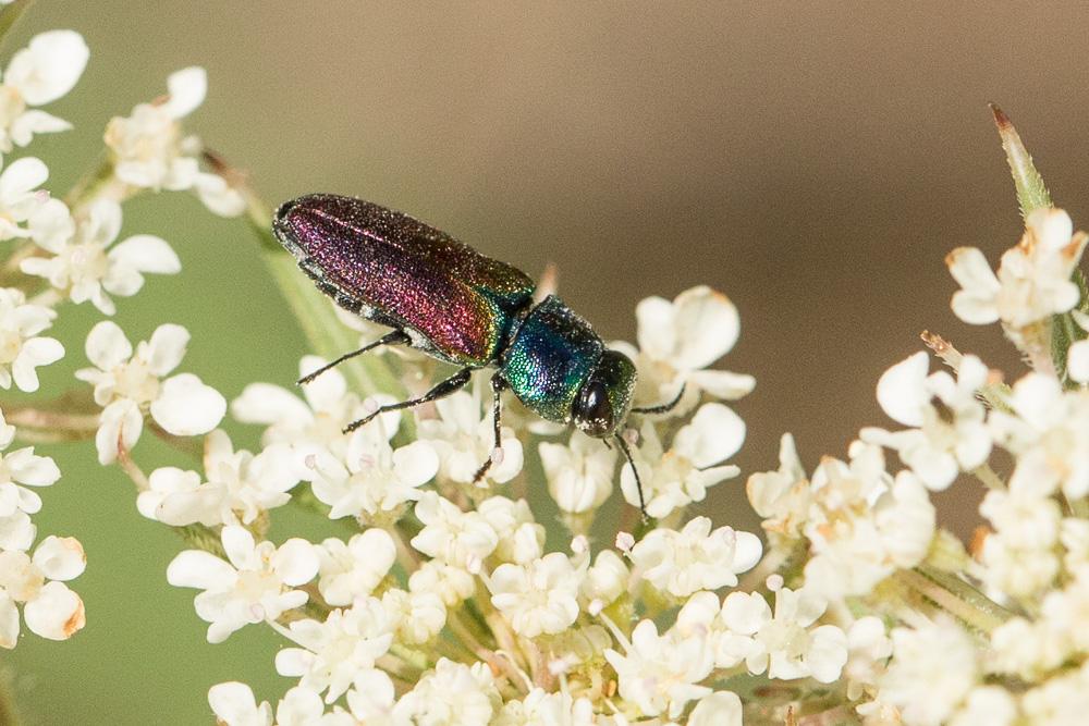  Anthaxia ignipennis Abeille de Perrin, 1882