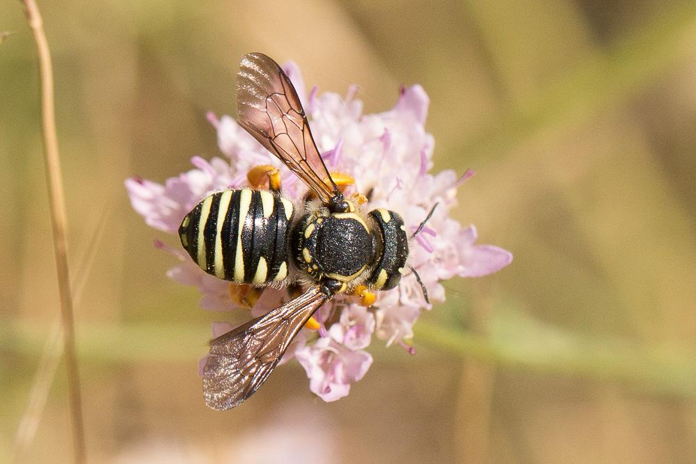 Trachusa integra (Eversmann, 1852)