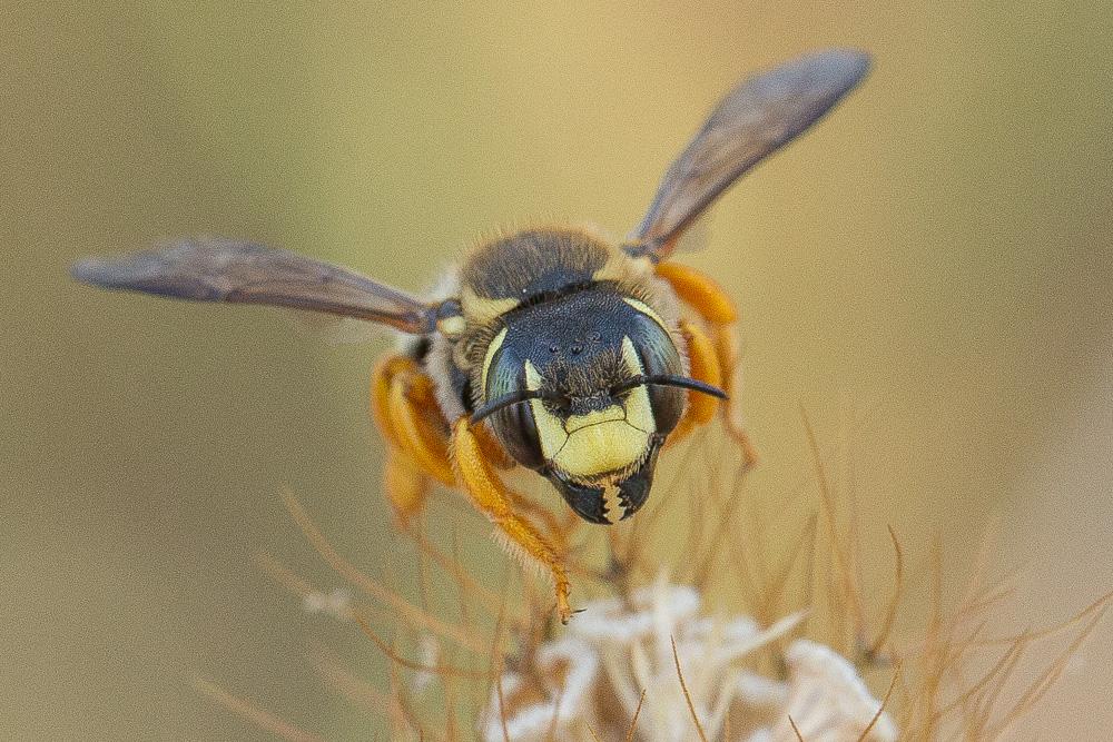 Trachusa integra (Eversmann, 1852)