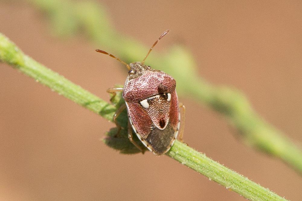 Stagonomus bipunctatus (Linnaeus, 1758)