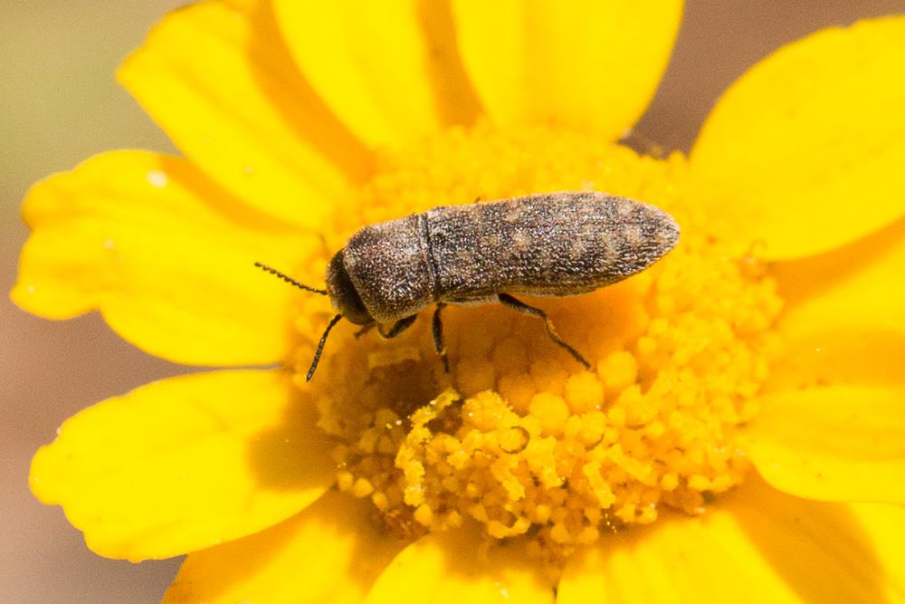 Acmaeoderella adspersula (Illiger, 1803)