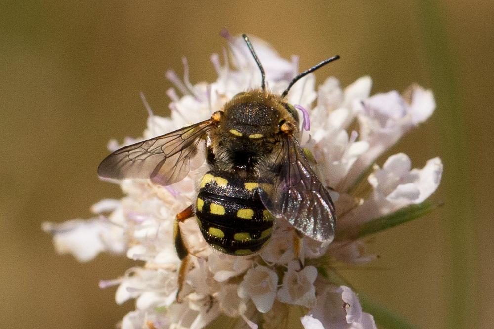 Anthidium loti Perris, 1852