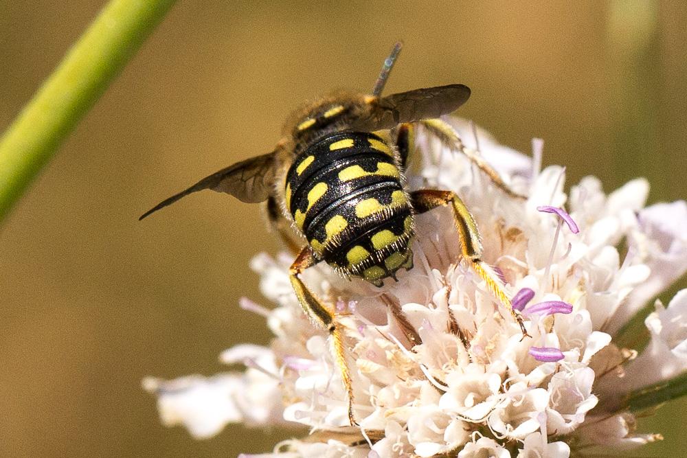  Anthidium loti Perris, 1852