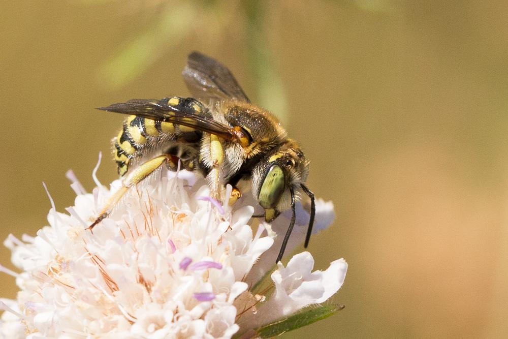  Anthidium loti Perris, 1852