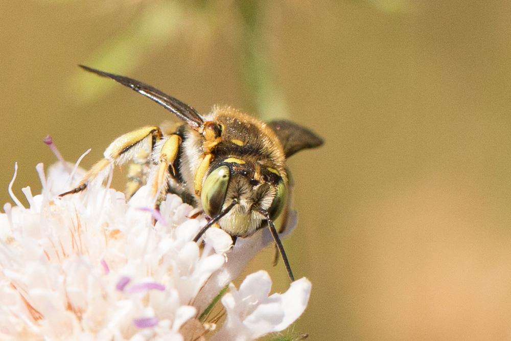 Anthidium loti Perris, 1852