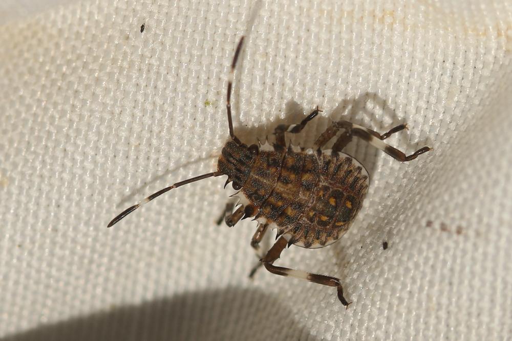 Punaise diabolique Halyomorpha halys (Stål, 1855)